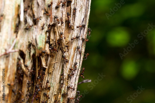 Ants on a tree in the forest. Anthill