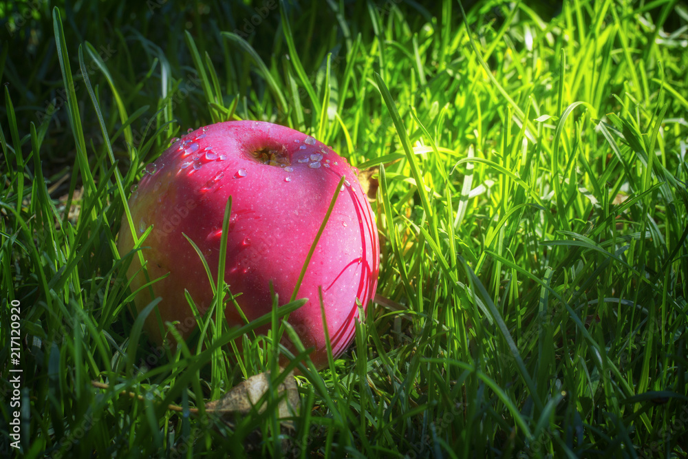 Fototapeta premium Red ripe apples on the juicy green grass