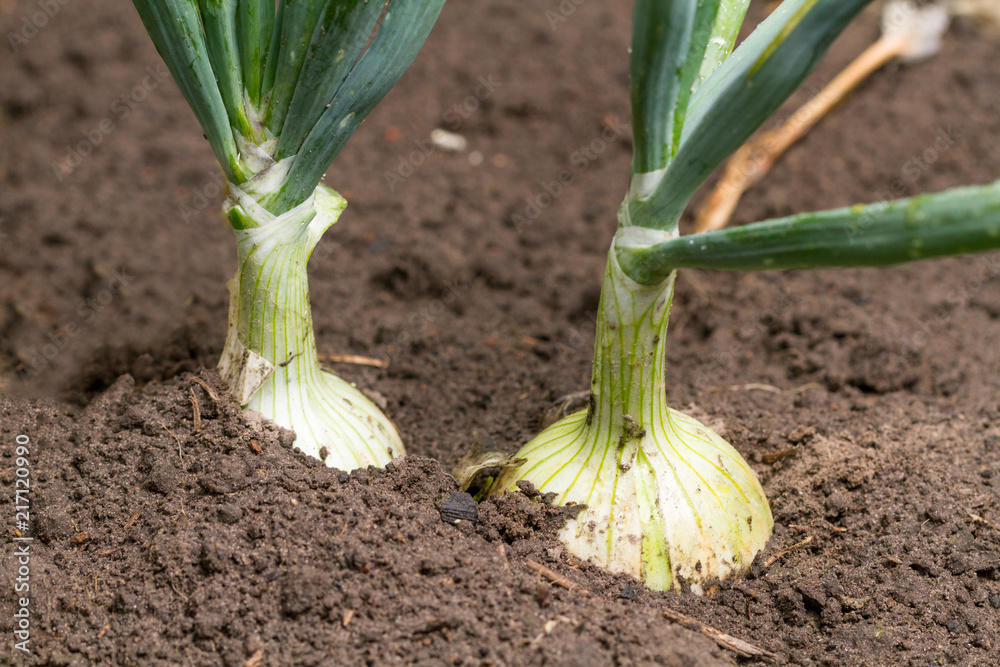 Onion in the ground in the garden. Onion in the ground in the garden.