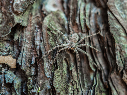 Closeup image of a hairy spider hiding on the mossy pine tree bark on a summer day