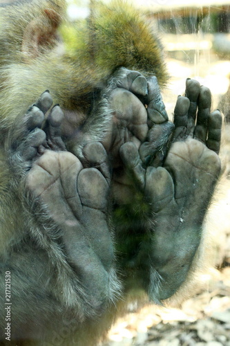 barbary ape monkey feet hand head detail on glass plane macaca sylvanus