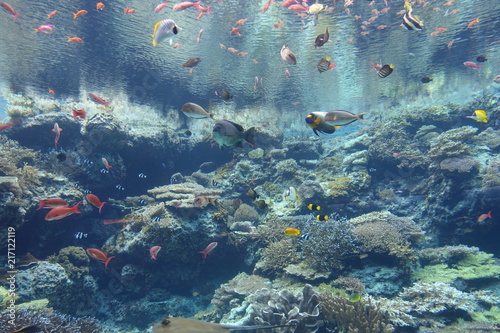 Aquarium in Okinawa - Japan