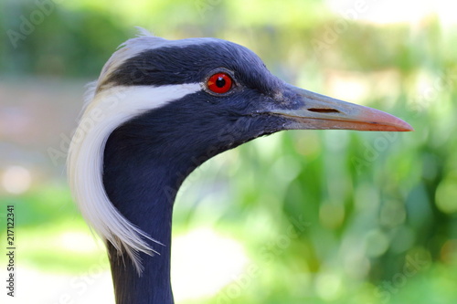 Bilde på lerret nosey bird maiden crane head red eye detail pretty style  anthropoides virgo
