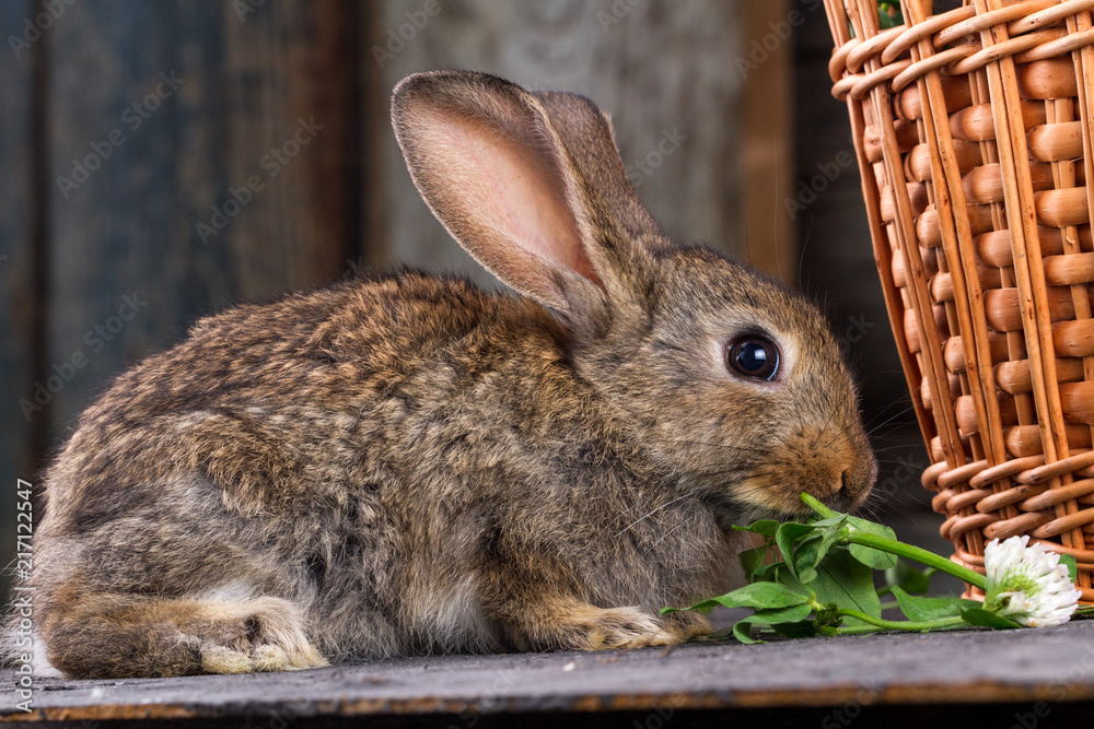 Fototapeta premium A brown, small, furry rabbit eats a clover on a wooden background, next to a basket.