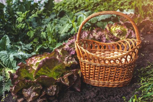 Basket in the garden. Cabbage. Gardening. Harvesting