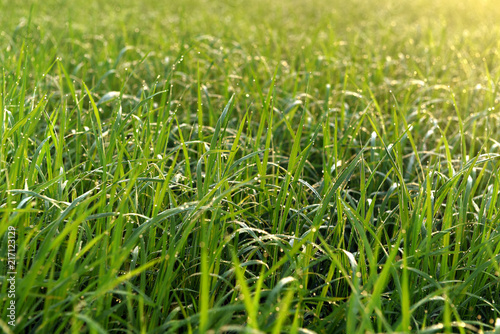 Green field of rice in India