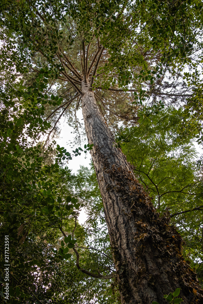 Fototapeta premium Nantes, Jonelière, Erdre, forêt, arbre