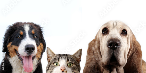Cat, basset hound dog, bernese mountain dog and a white background © bodza2