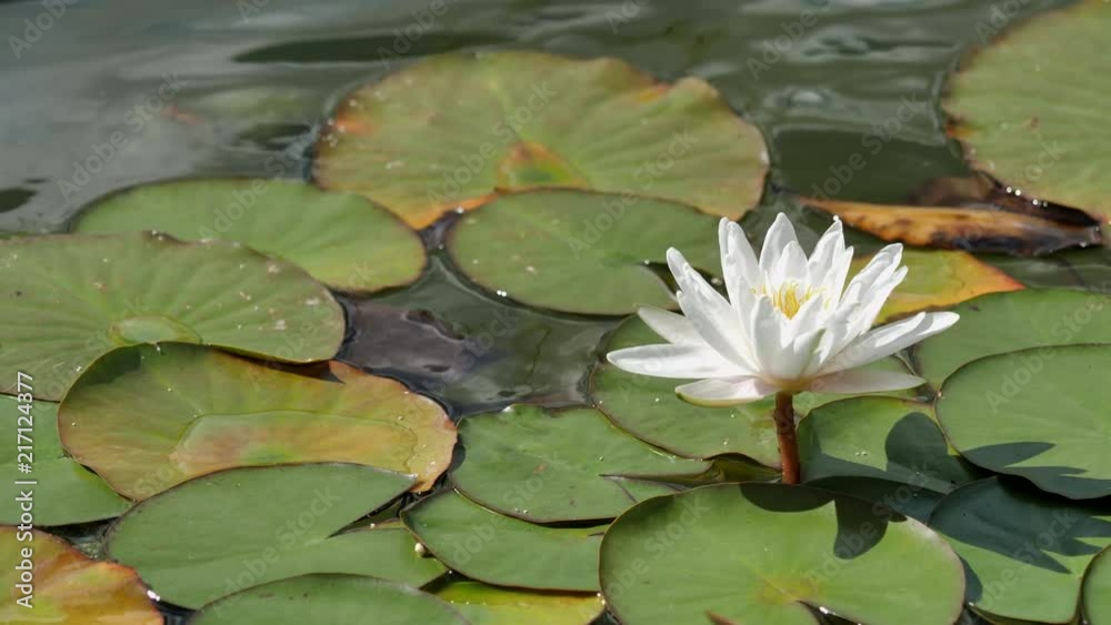 Water Lilies Blooming in a Pond. Water Lilies Blooming in a Pond.