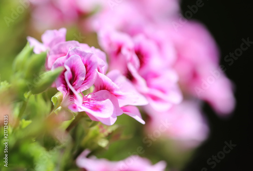 Rose geranium flower