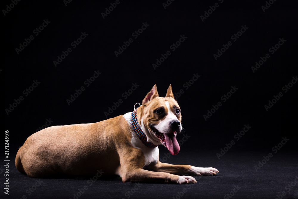 Amstaff on black