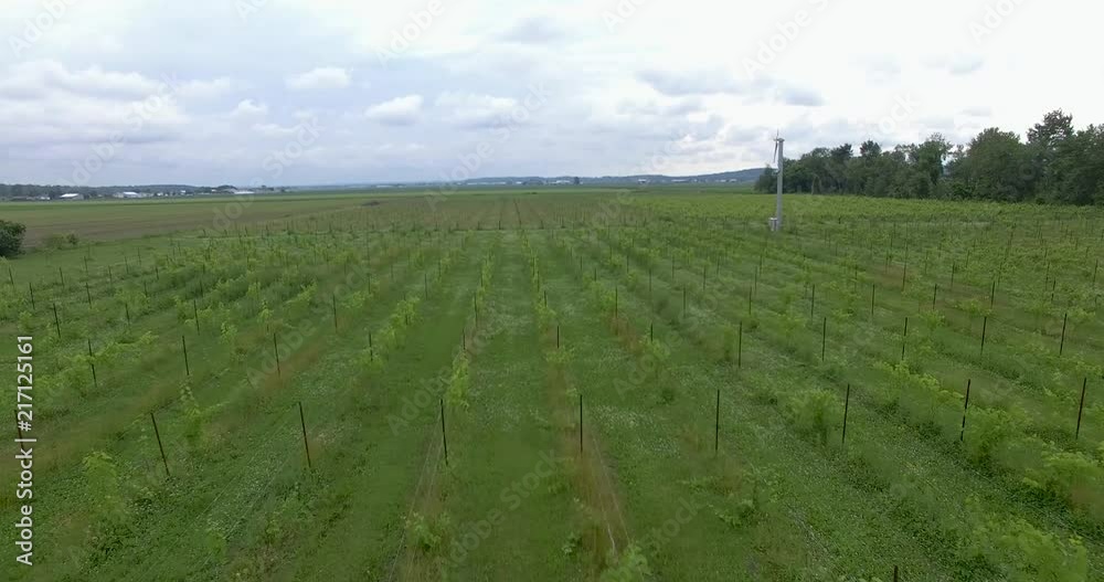 Drone shot over vineyard with windmill