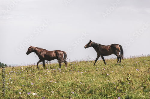 Republic of Adygea / Russia - July 28, 2018: Horses graze in the fields of the Caucasian Reserve