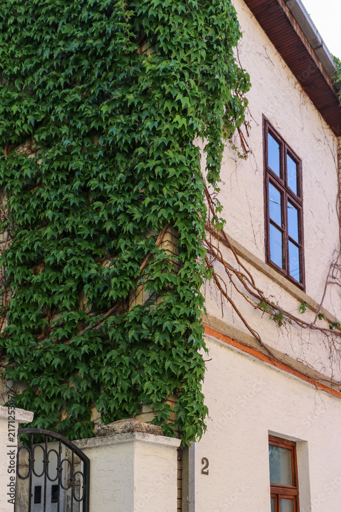 The wall of the house is covered with curly grapes