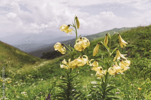 Republic of Adygea / Russia - July 28, 2018: Plants of the Caucasian reserve