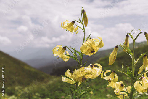 Republic of Adygea / Russia - July 28, 2018: Plants of the Caucasian reserve