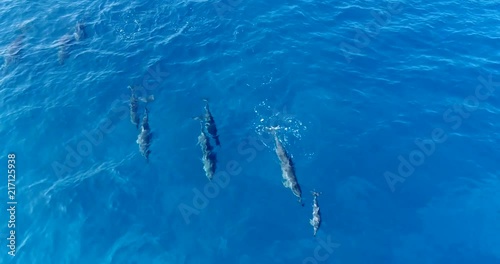 Aerial shot of a spinner dolphin pup jumping, playing and swimming close to its mother in Kailua Kona, Hawaii.