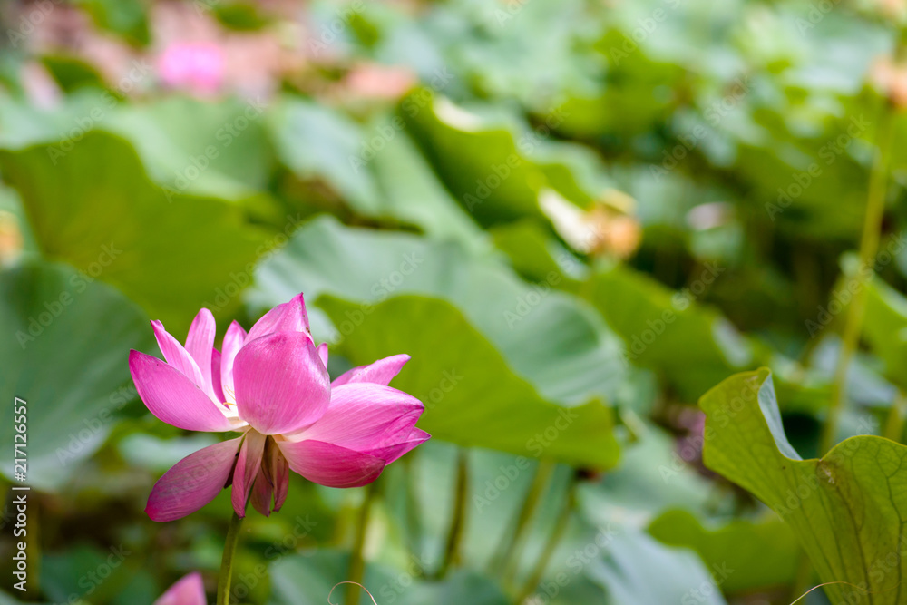 Blossoming Sacred Lotus (Nelumbo Nucifera) in a pond with many leaves in the background Blossoming Sacred Lotus (Nelumbo Nucifera) in a pond with many leaves in the background