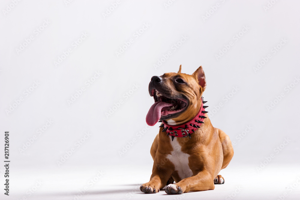 Obraz premium Red dog on white