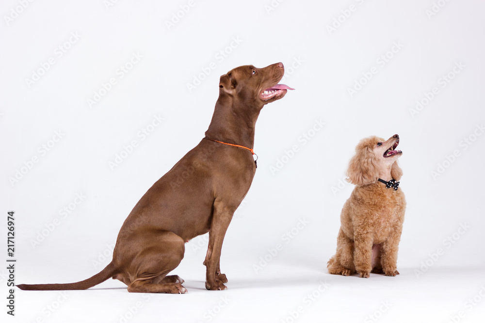 Poodle with pitbull