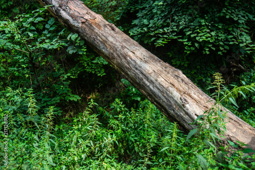 long log thrown over a ditch in the form of a bridge in the forest
