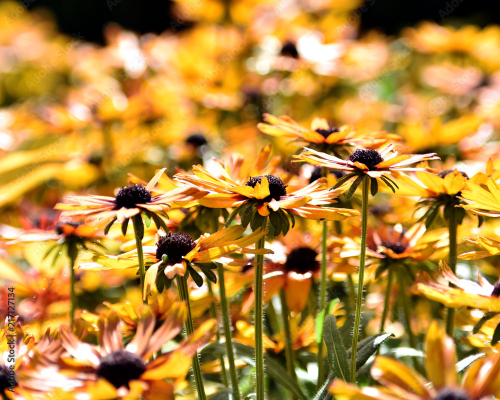 Obraz premium Rainy Day Flowers