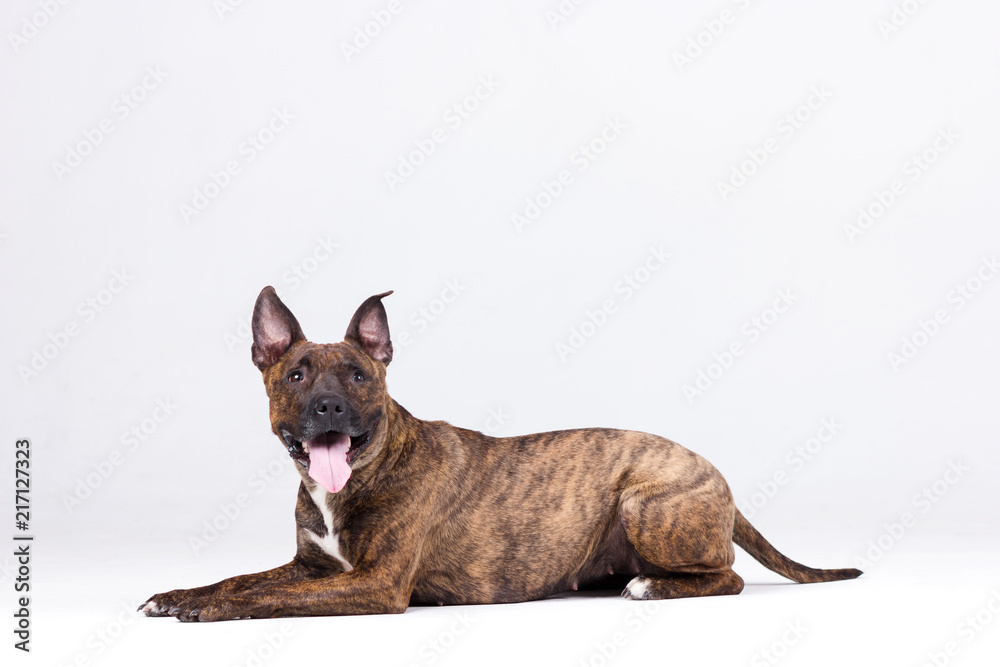 American staffordshire terrier