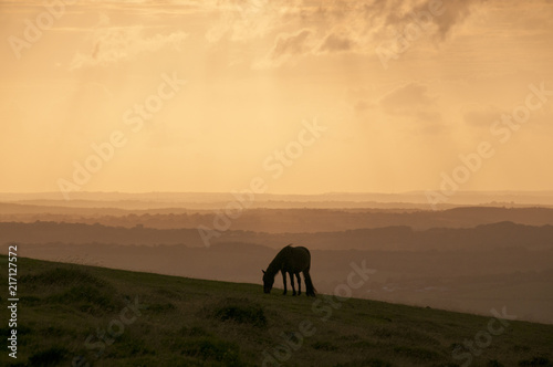 Dartmoor pony silhouetted in the sunset over Dartmoor