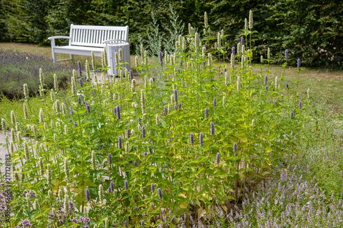 echter wilder lila lavendel in park mit parkbank photo