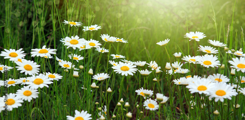 Fototapeta Naklejka Na Ścianę i Meble -  Summer field with white daisy flowers . Flowers background.