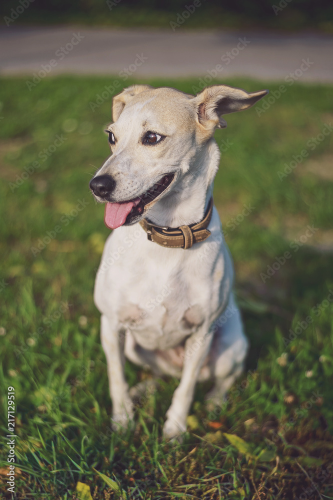 White Beagle Jack Russell dog sitting on the green grass