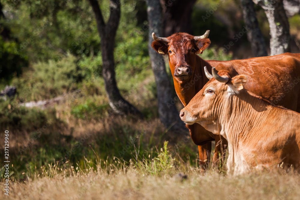 Fototapeta premium Kühe auf der Wiese 
