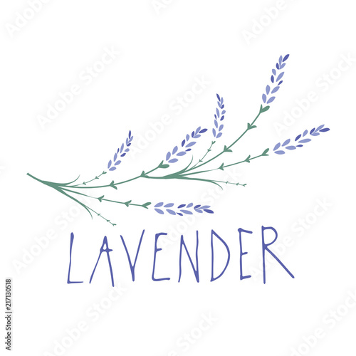 Fototapeta Naklejka Na Ścianę i Meble -  Lavender flower. Logo design. Text hand drawn.