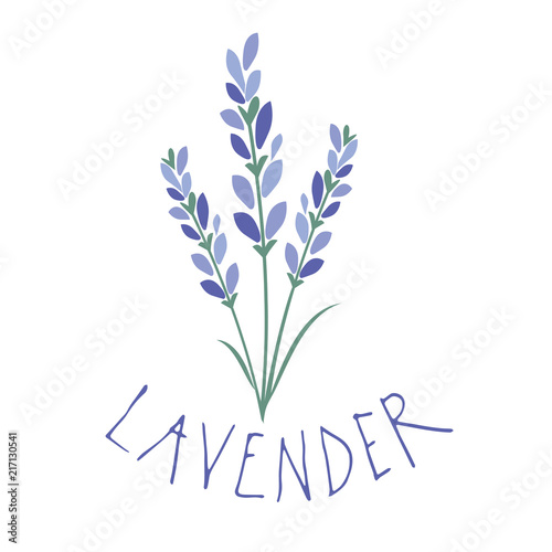 Fototapeta Naklejka Na Ścianę i Meble -  Lavender flower. Logo design. Text hand drawn.
