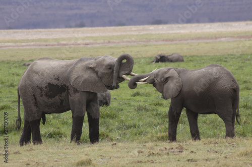Junge Afrikanische Elefanten beim Raufen  Loxodonta africana  Amboseli Nationalpark  Kenia  Afrika