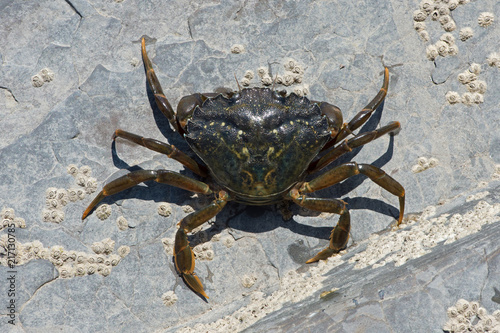Green Shore Crab (Carcinus maenas)/European Green Crab on barnacle encrusted rock