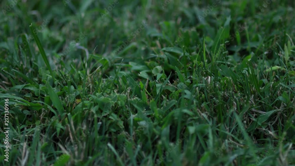 SLOW MOTION video close up of green grass SLOW MOTION video close up of green grass