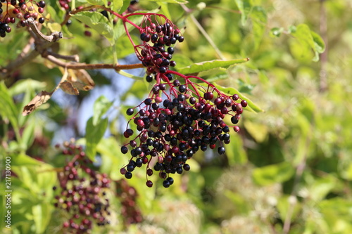 Elderberry in the forest