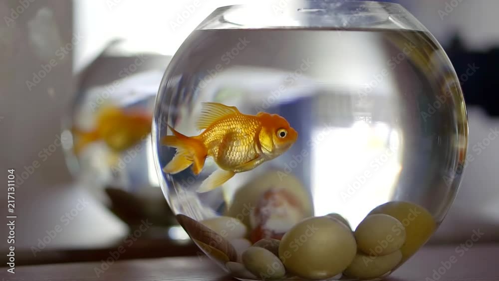 small decorative domestic fish tank with small goldfish in fresh water, floating