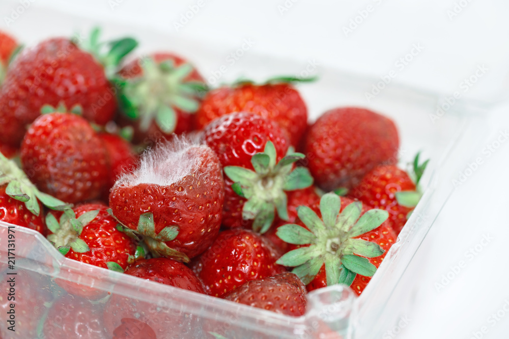 Closeup macro shot image of rotten strawberry with white large mold placed in plastic box. Closeup macro shot image of rotten strawberry with white large mold placed in plastic box.