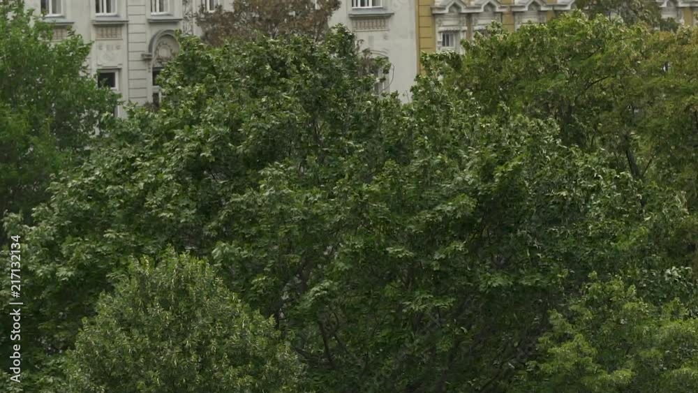 Big trees and leaves blowing in strong wind with buildings in the background SLOW MOTION Big trees and leaves blowing in strong wind with buildings in the background SLOW MOTION