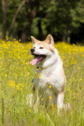 Japanese akita in flowers