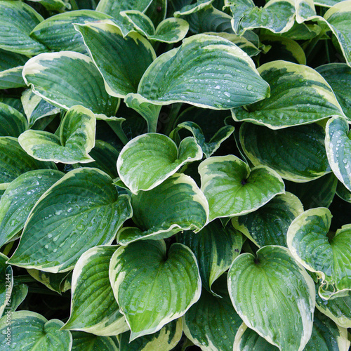 Green leaves with white edges of hosta fortunei france after rain. Close up, Norway 