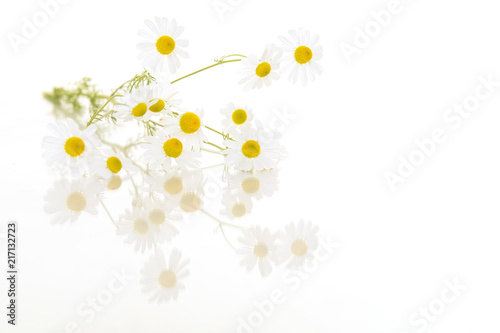 Blooming camomile with reflection lying down isolated on a white background