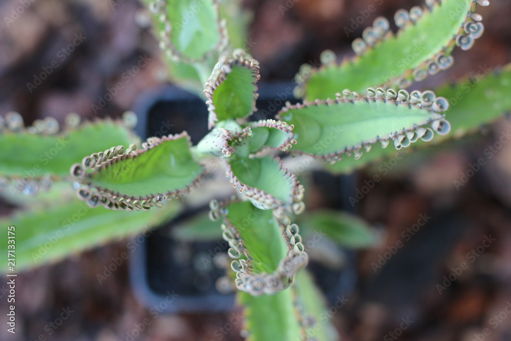 Fototapeta premium Kalanchoe żyworódka serrata