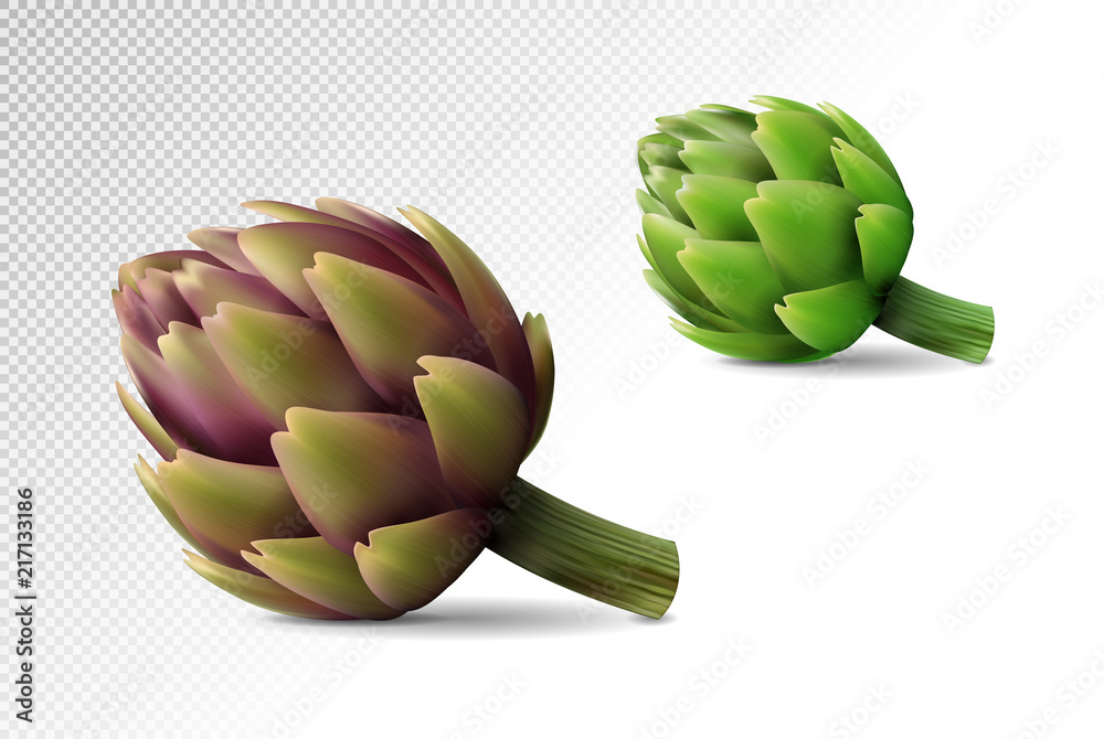 Fototapeta premium Two fresh globe artichoke on transparent background. Realistic vector eps10, 3d illustration