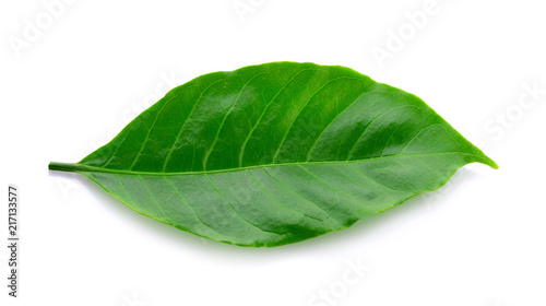 Fresh green coffee leaves isolated on white background.