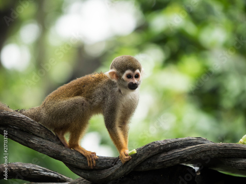 Common Squirrel Monkey