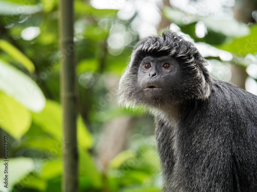 Javan Langur Monkey
