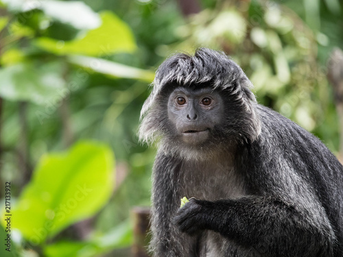Fototapeta Naklejka Na Ścianę i Meble -  Javan Langur Monkey